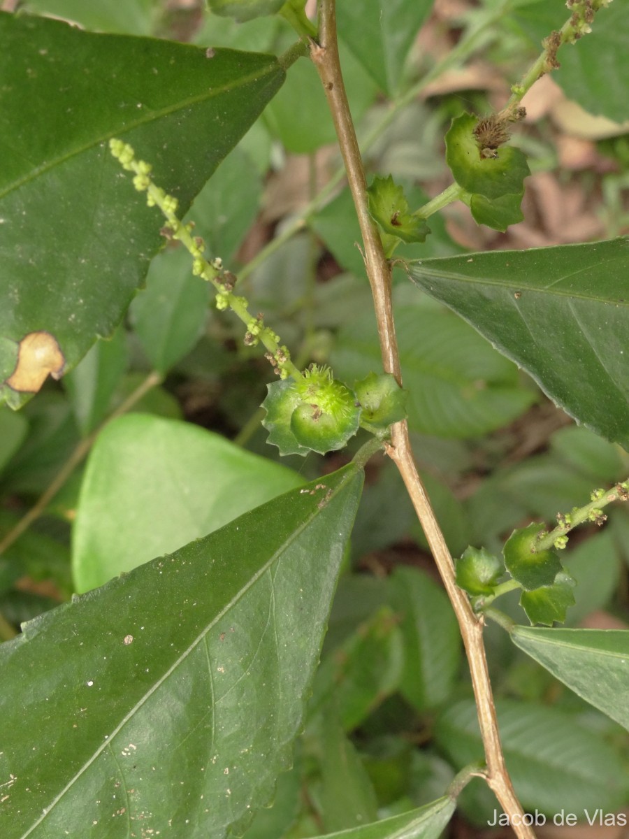 Acalypha siamensis Oliv. ex Gage